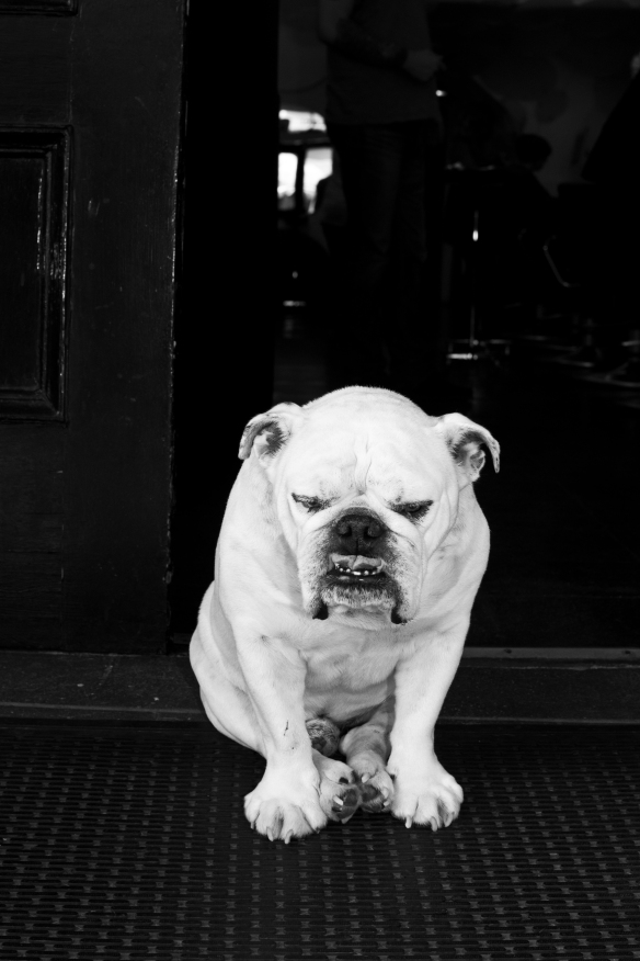The Lonely Bulldog